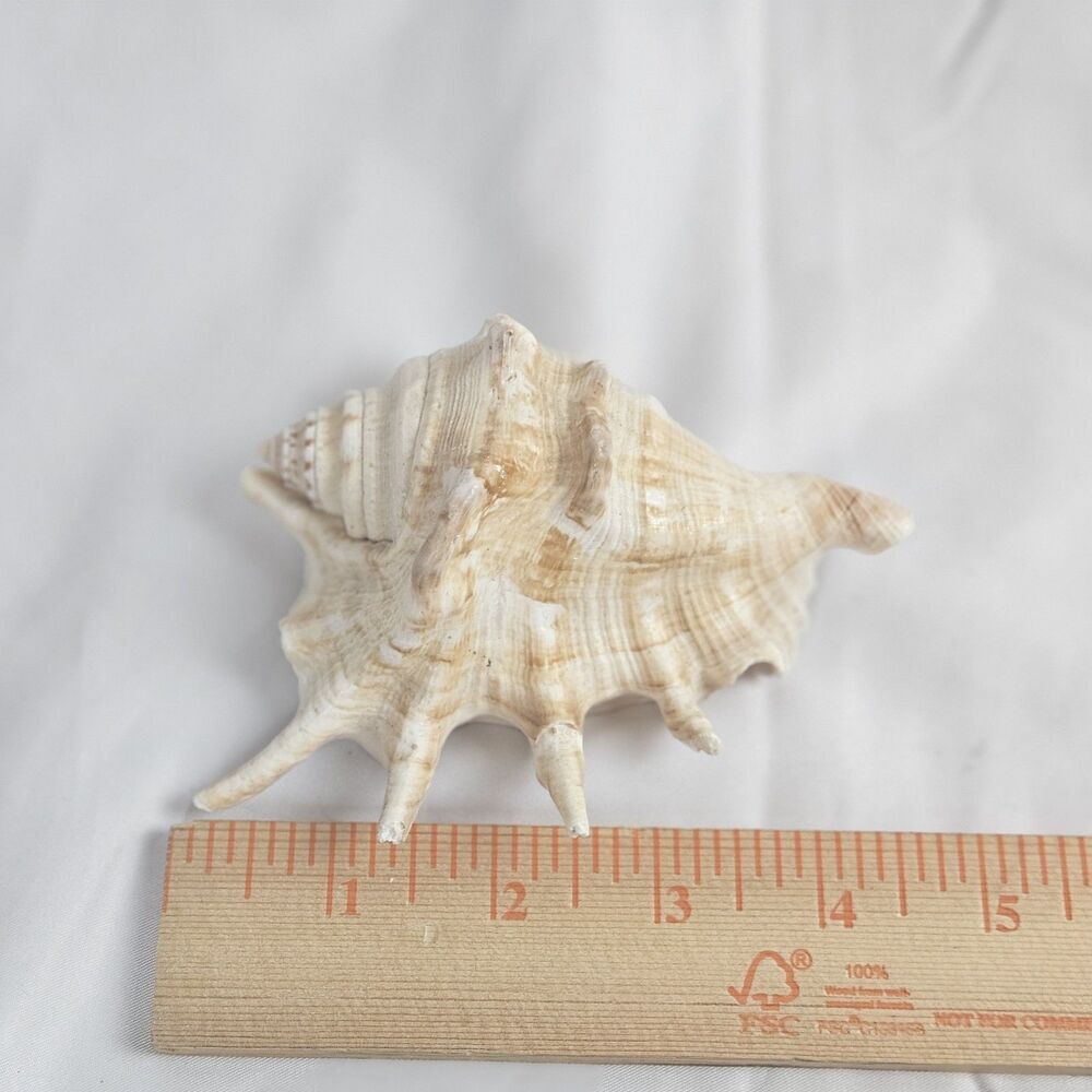Juvenile Spider Conch Shell (Lambis lambis) 4.5x3‎